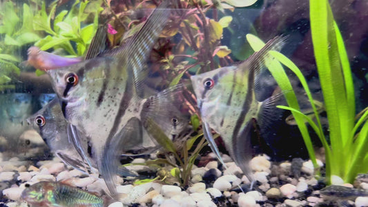 Rio Itaya angelfish 5cm