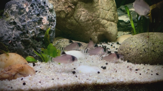 Hoplisoma oiapoquense - panda flagtail Corydora 4-5cm GROUP OF TEN