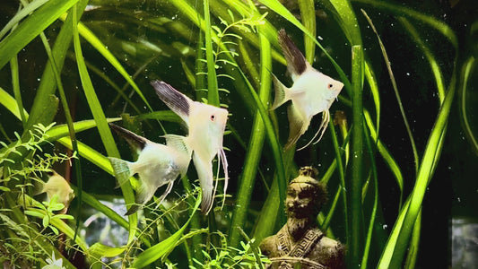 Bulgarian seal point angelfish - P. Scalare Bulgarian seal point 5cm