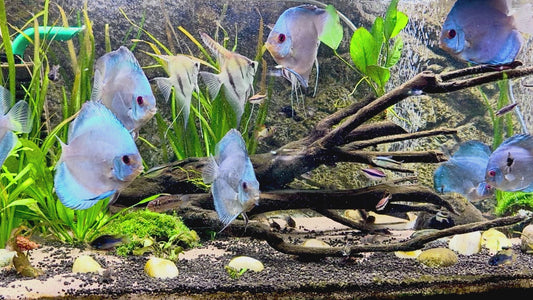 Blue Angel discus 8cm Champion Line