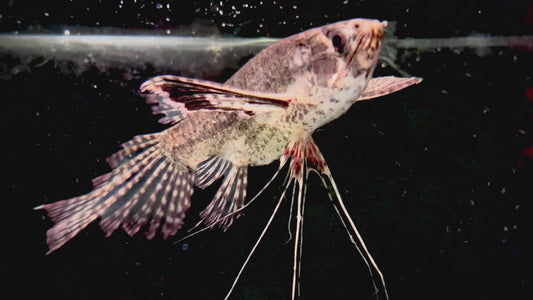 African Butterfly fish - Pantodon buchholzi 6-7cm