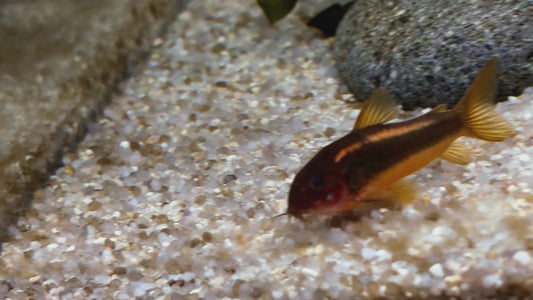 Red peru stripe corydora - Osteogaster CW023