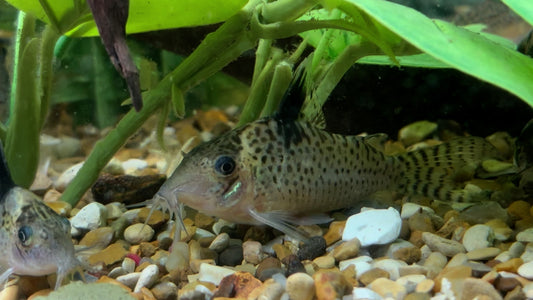Delphax corydora - Brochis delphax