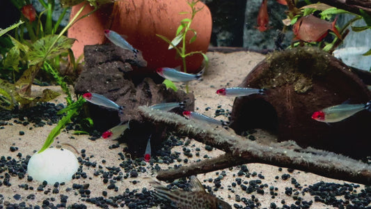 Diamond Rummynose tetra - Hemigrammus rhodostomus diamond 2-3cm