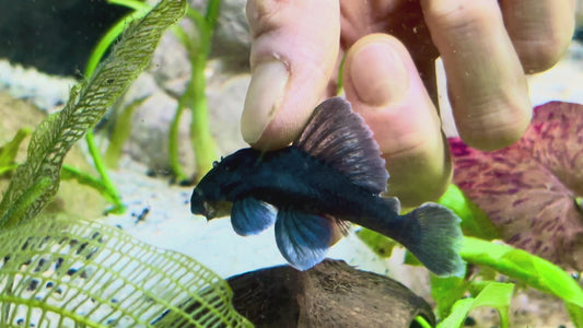 L239 blue panaque wild approx. 8cm