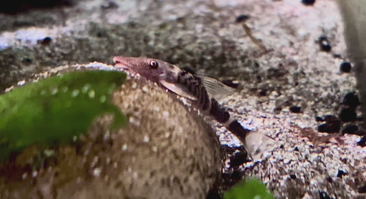 Robocop catfish - Nannoptopoma Sp. Peru I 3cm - Orange zebra otocinclus