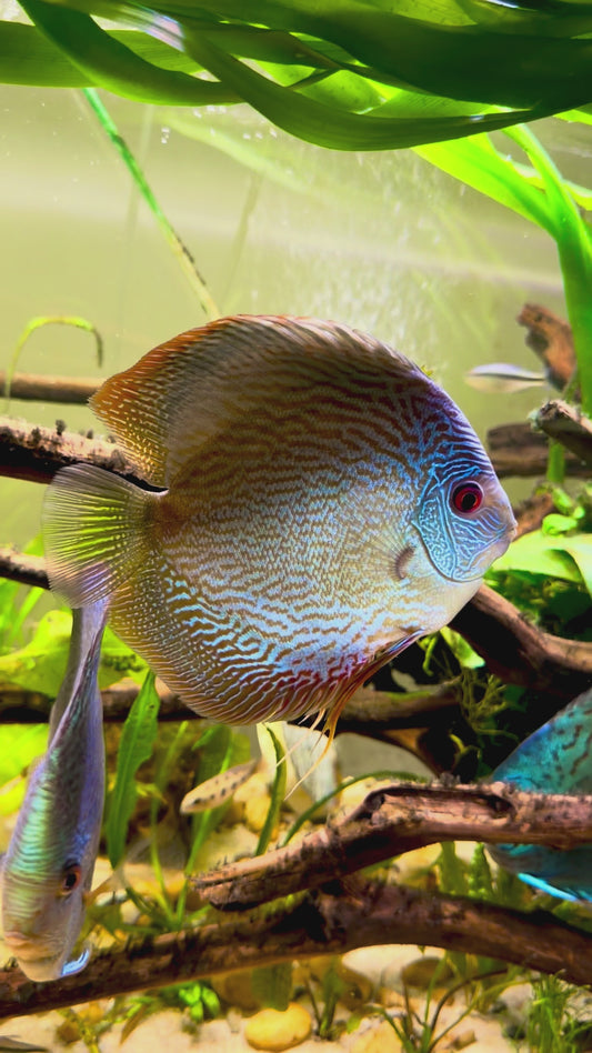 Blue snakeskin discus - S. aequifasciatus red mosaic 10cm