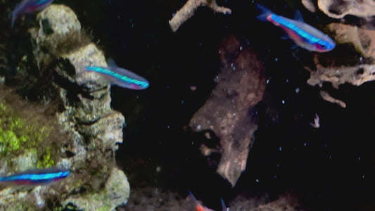 Green neon tetra - Paracheirodon simulans 1.5-2cm