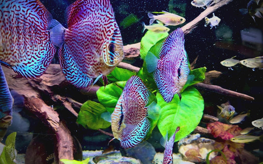 Leopard panthera discus 7-8cm TOP GRADE