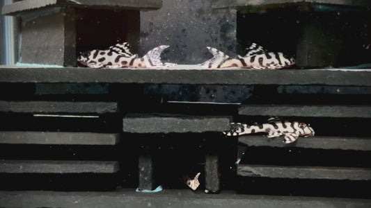 L236sw cracked zebra super white pleco top grade 6-7cm