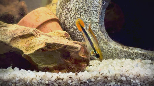 Apistogramma agassizzii double red 4cm male and female pair