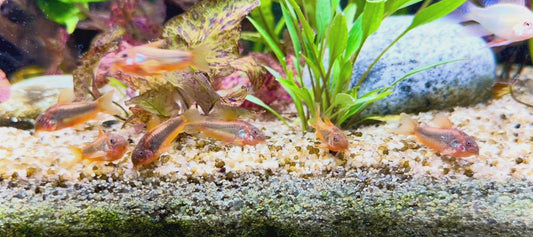 Red laser corydora - Osteogaster CW014