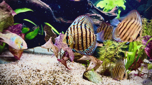 Leopard mosaic discus - S. aequifasciatus leopard mosaic 6cm