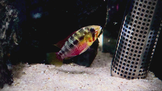 Apistogramma hongsloi top grade male and female pair 4-5cm