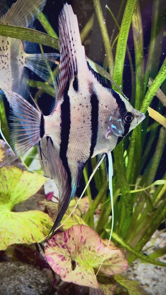 Rio nanay angelfish 4-5cm