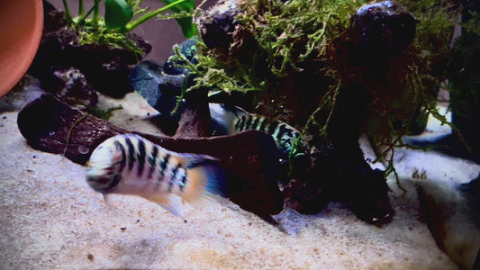 Zebra acara - Ivanacara adoketa 7-9cm male and female pair