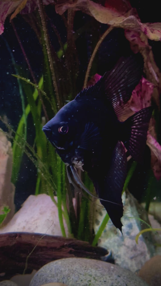 Green pinoy wide fin angel fish female - P. Scalare green pinoy wide fin female 7cm