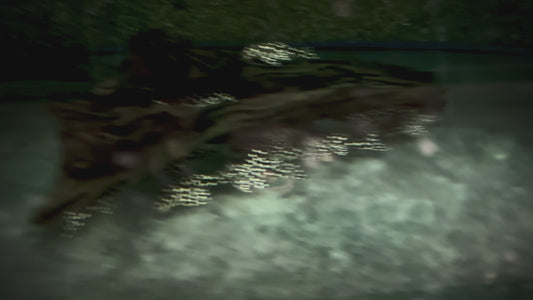 L471 mini snowball Pleco